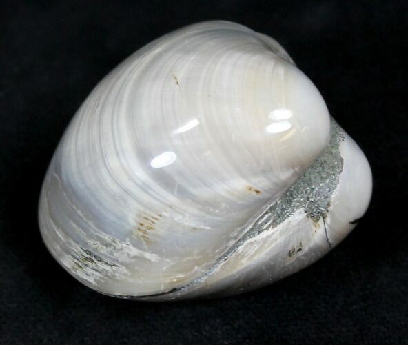 Polished Fossil Astarte Clam - Medium Size #25575